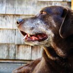 Like Humans, a Dog’s Odds for Dementia Rises With Age