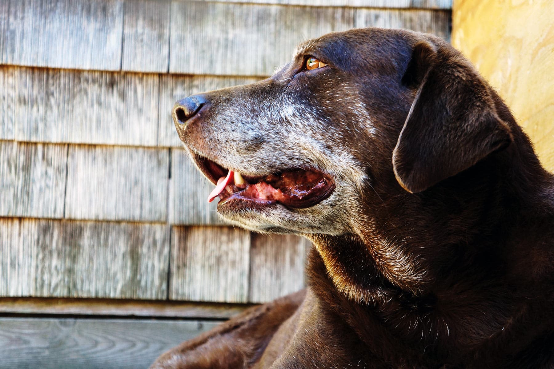 Like Humans, a Dog’s Odds for Dementia Rises With Age