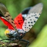 Squash Spotted Lanternflies On Sight, Experts Urge