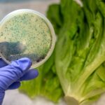 More Cases in E. Coli Outbreak Tied to Wendy’s Restaurant Lettuce