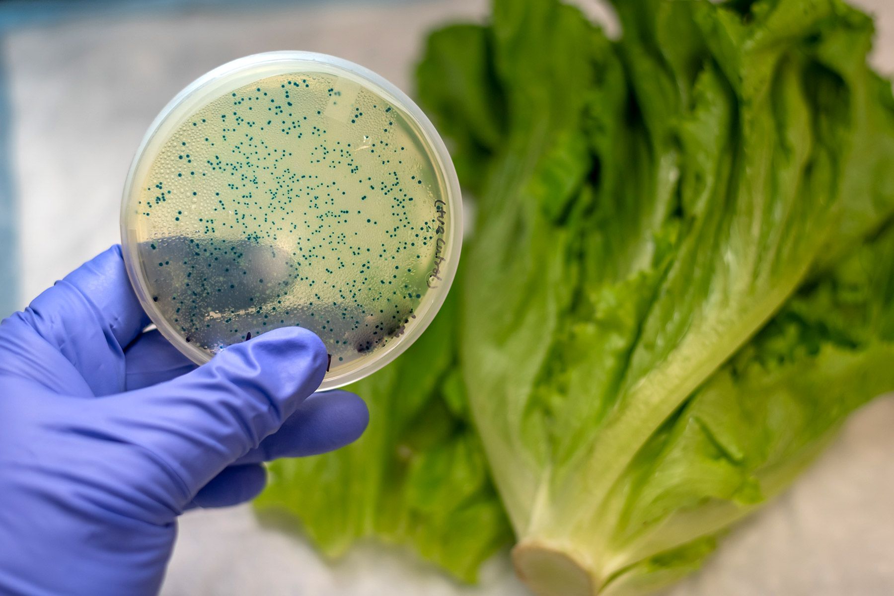 More Cases in E. Coli Outbreak Tied to Wendy’s Restaurant Lettuce