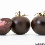 Modified Purple Tomato May Be Coming to Your Grocery Store
