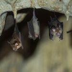 New Coronavirus Found in Bats That Is Resistant to Vaccines