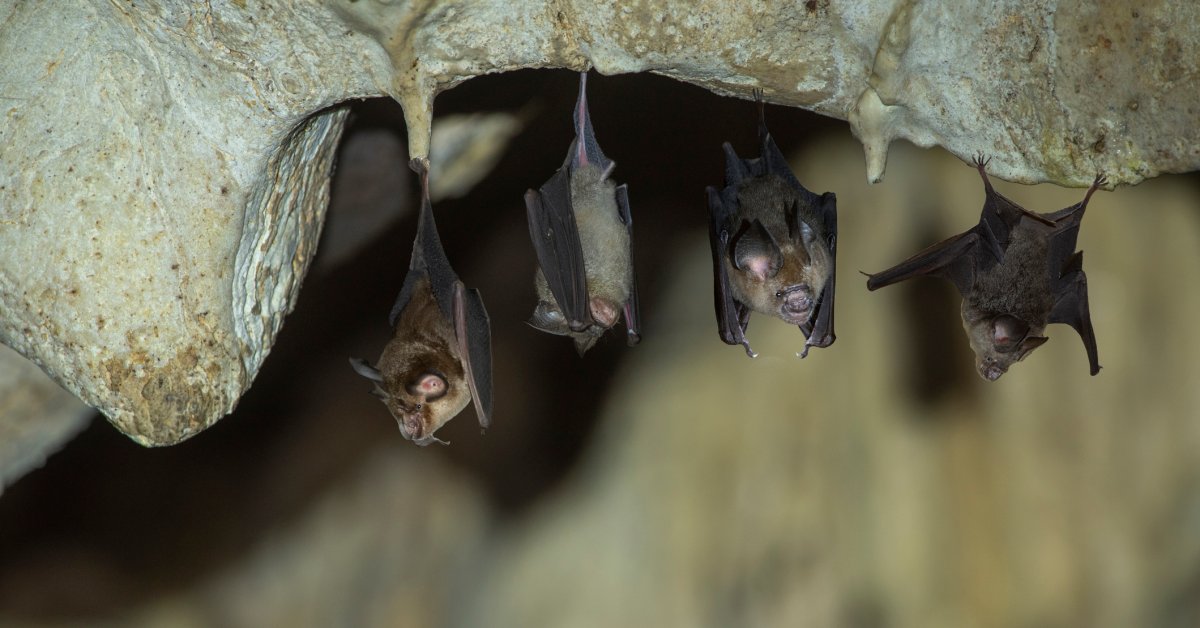 New Coronavirus Found in Bats That Is Resistant to Vaccines