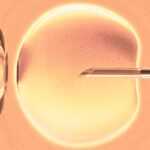 How Researchers Are Making IVF More Effective