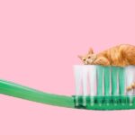 Brushing Your Cat’s Teeth Is a Great Idea Until You Actually Try It