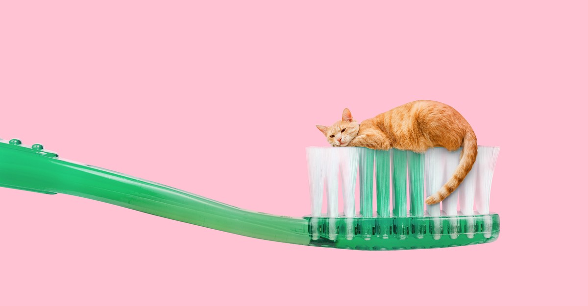 Brushing Your Cat’s Teeth Is a Great Idea Until You Actually Try It