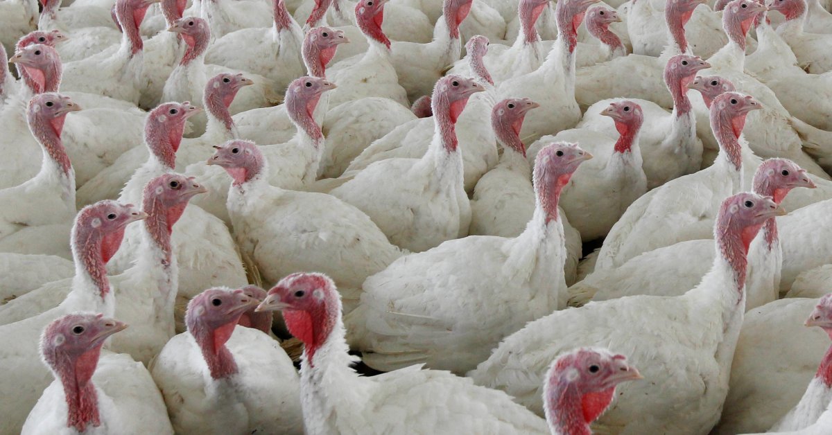 USDA Proposes Poultry Industry Changes to Cut Food Poisoning
