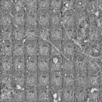 Mouse and human brain cells in a lab dish learn to play video game Pong : Shots Mouse and human brain cells in a lab dish learn to play video game Pong : Shots